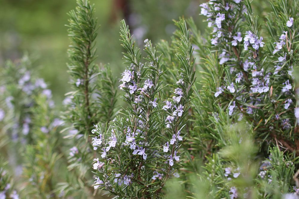 Rosemary Gets Yellow And Dried Up Needles: What To Do