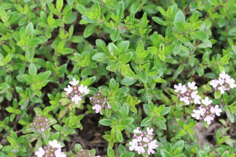 Harvest And Preserve Thyme In 7 Steps - Gardening Guru