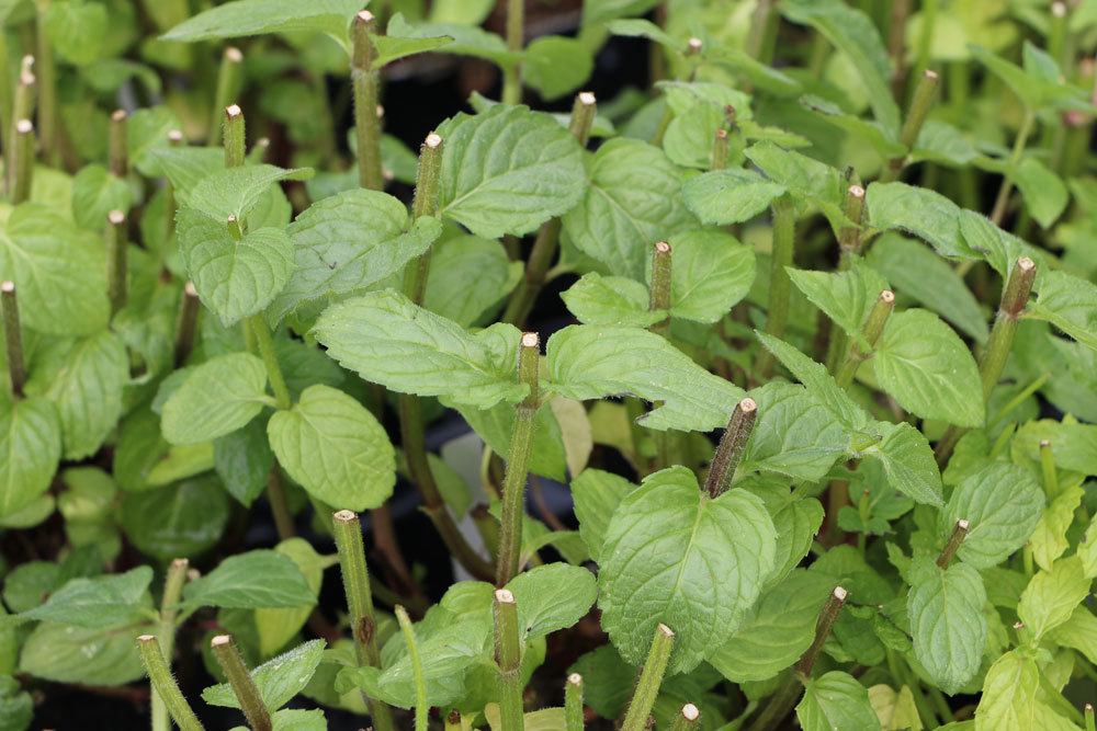 Mint Blooms - Is Flowering Peppermint Edible?