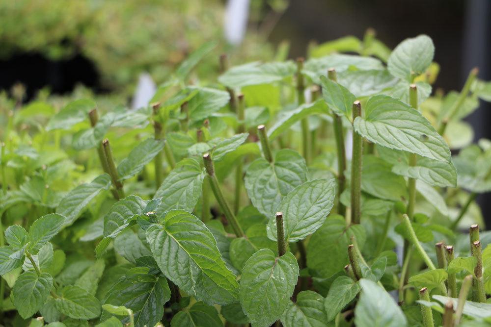 Mint Blooms - Is Flowering Peppermint Edible?