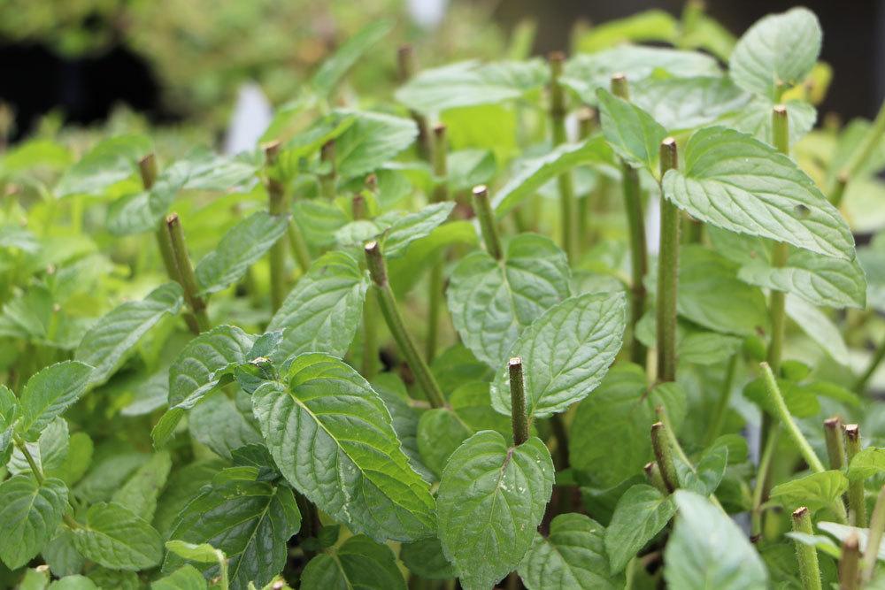 Mint Gets Brown Spots: What To Do With Spots On The Leaves