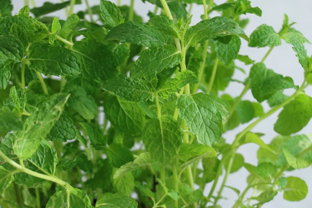Mint Gets Brown Spots: What To Do With Spots On The Leaves