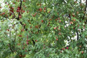 Mirabelle Plum Tree Cutting In 5 Steps - Gardeninguru