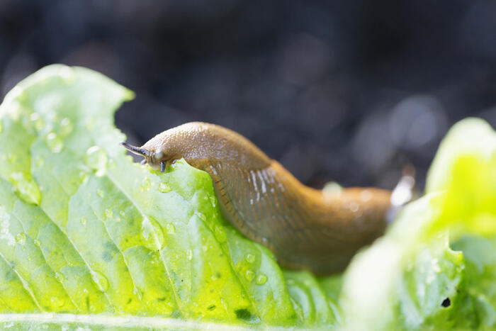 Fighting Snails: 9 Environmentally Friendly Tips