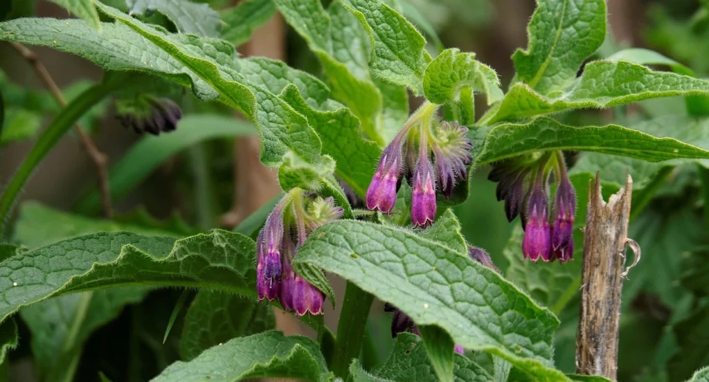 Comfrey: Planting, Care And Harvesting