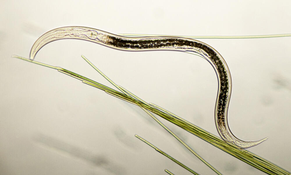 Nematodes: Control Or Use As A Beneficial Insect?