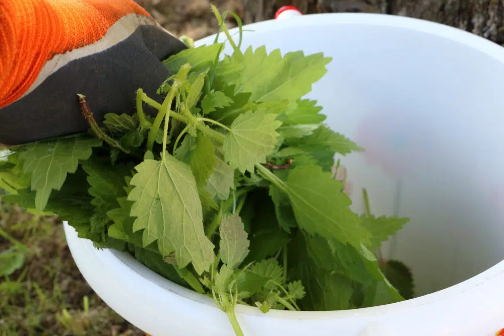 Aphids In The Herb Bed: What To Do?