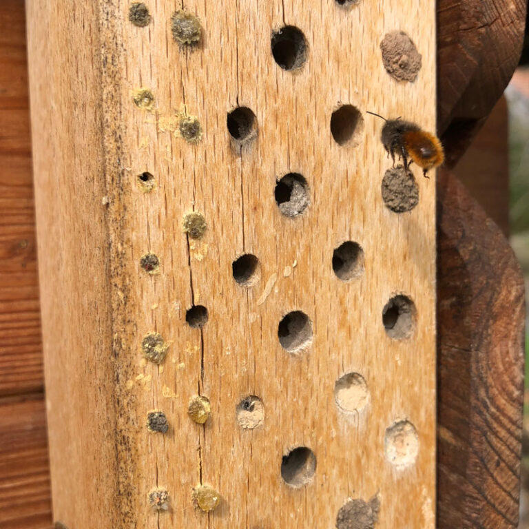How To Bring Valuable Mason Bees To Your Garden