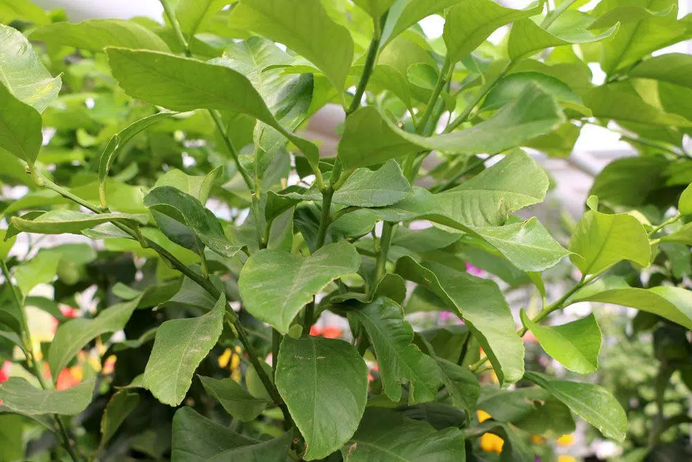 Help, My Orange Tree Loses Leaves: What To Do?