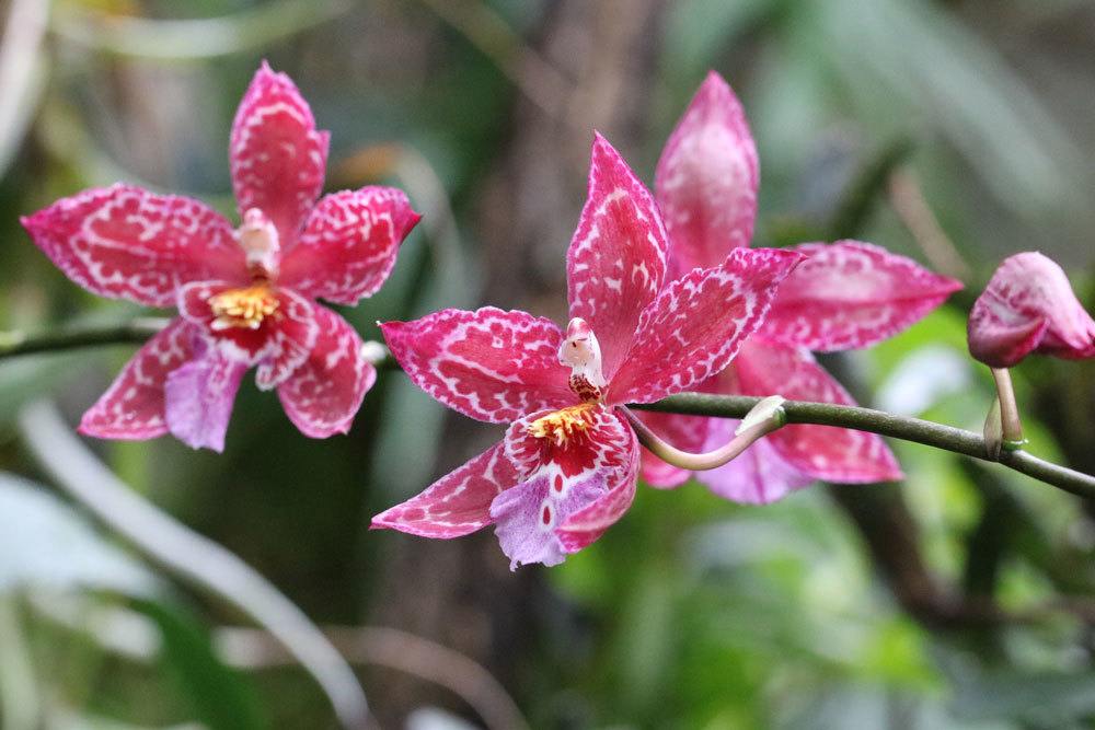Orchid No Longer Blooms! Make It Bloom With These 6 Tips