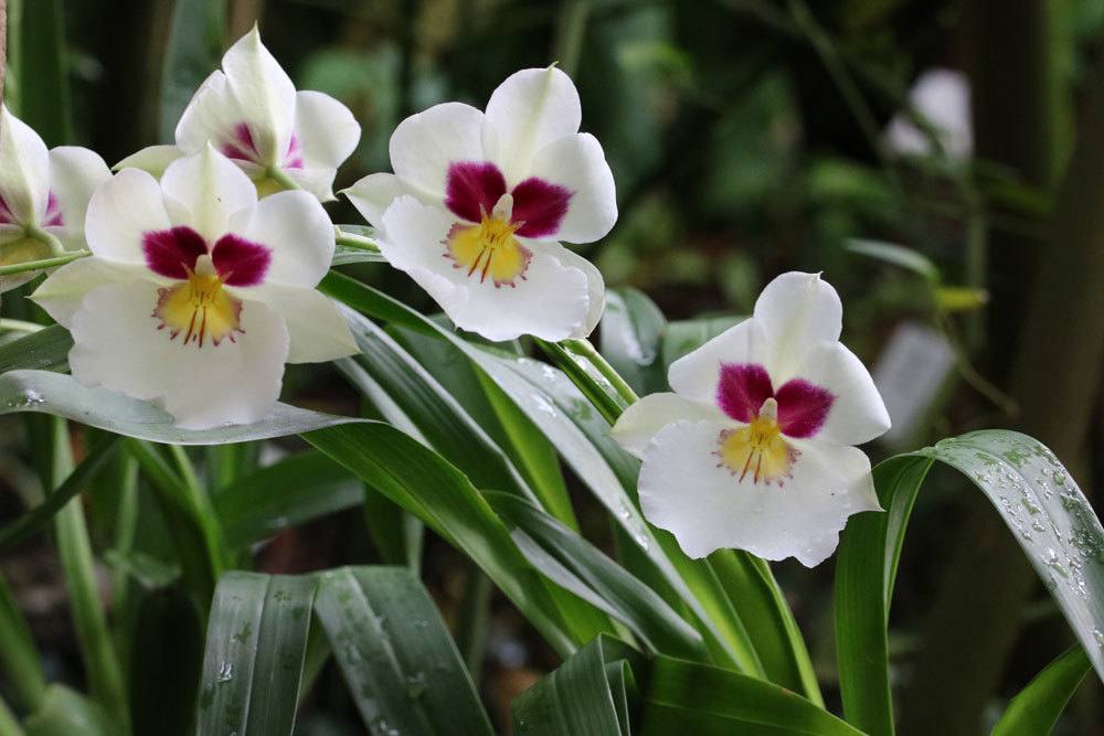 Orchid No Longer Blooms! Make It Bloom With These 6 Tips