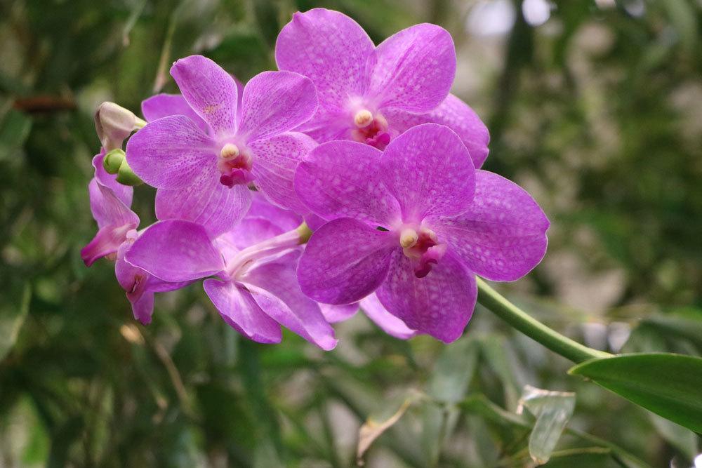 Fertilize Orchids - The Best Home Remedies