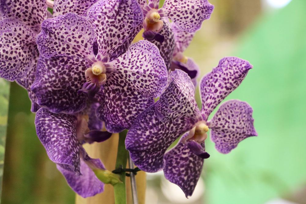Fertilize Orchids - The Best Home Remedies