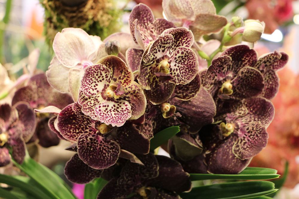 Fertilize Orchids - The Best Home Remedies