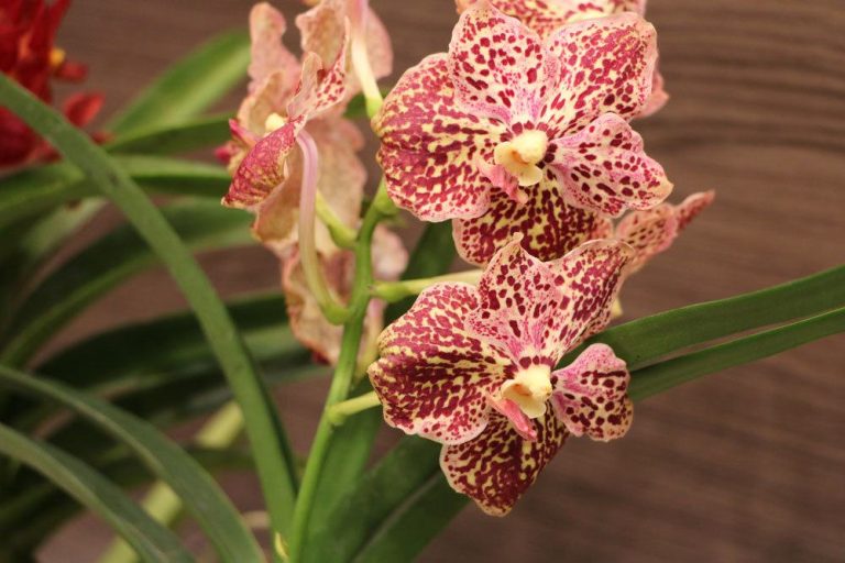 Fertilize Orchids – The Best Home Remedies