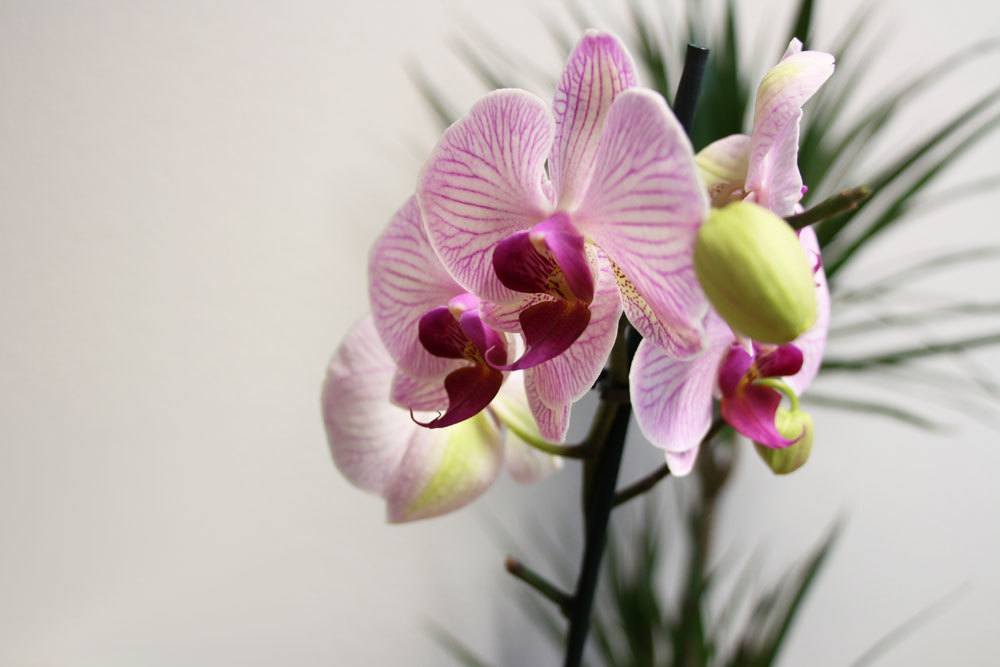 Keeping Orchids In Glass - Care For Orchids Without Soil