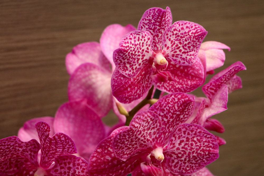 Keeping Orchids In Glass - Care For Orchids Without Soil