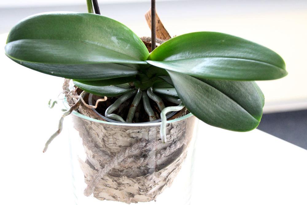 Keeping Orchids In Glass - Care For Orchids Without Soil