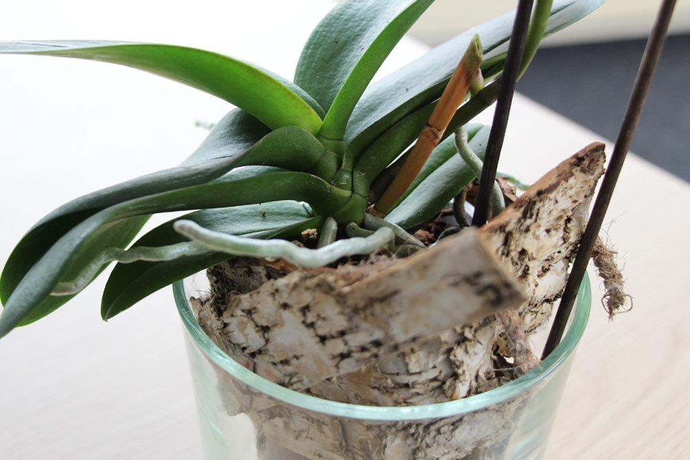 Keeping Orchids In Glass - Care For Orchids Without Soil