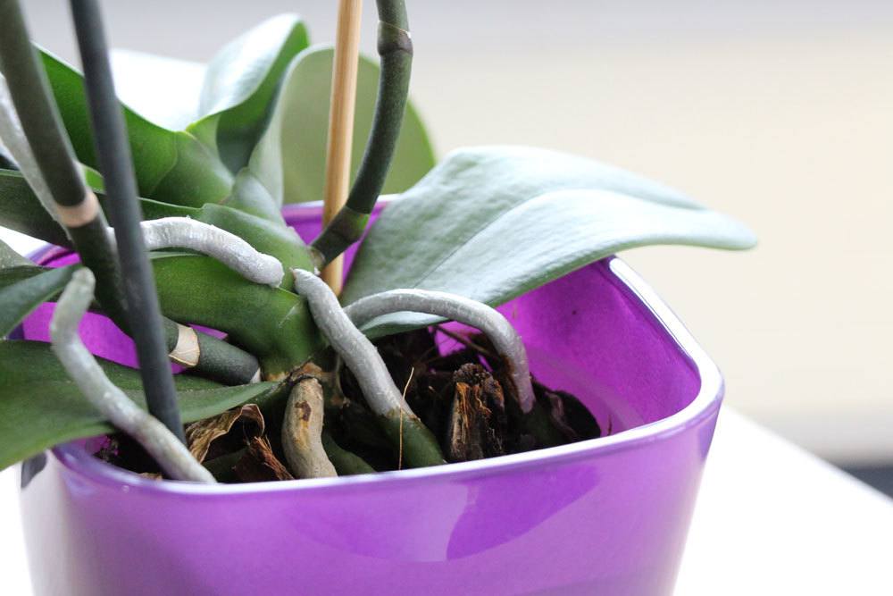 Keeping Orchids In Glass - Care For Orchids Without Soil