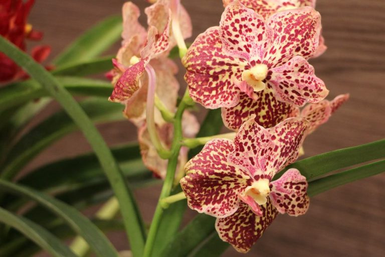 Repot Orchids – When, Which Substrate And How?