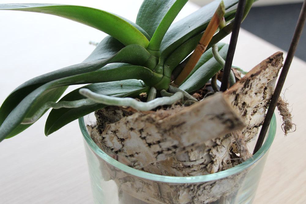 Repot Orchids - When, Which Substrate And How?