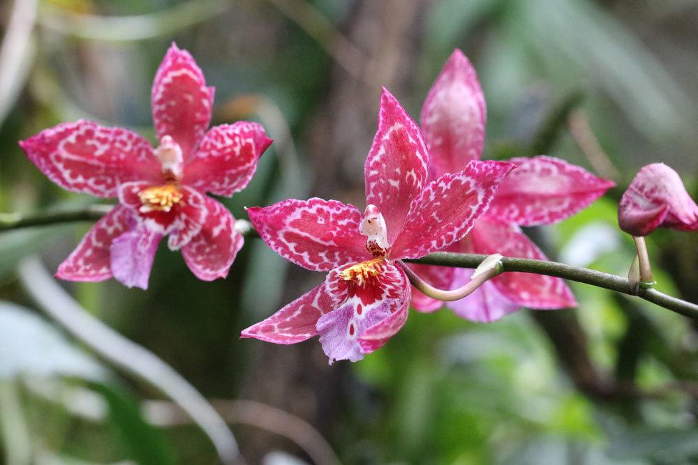 Propagate Orchids By Cuttings: How To Grow Offspring Successfully