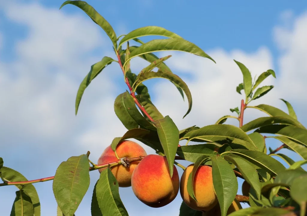 Planting Fruit Trees Made Easy