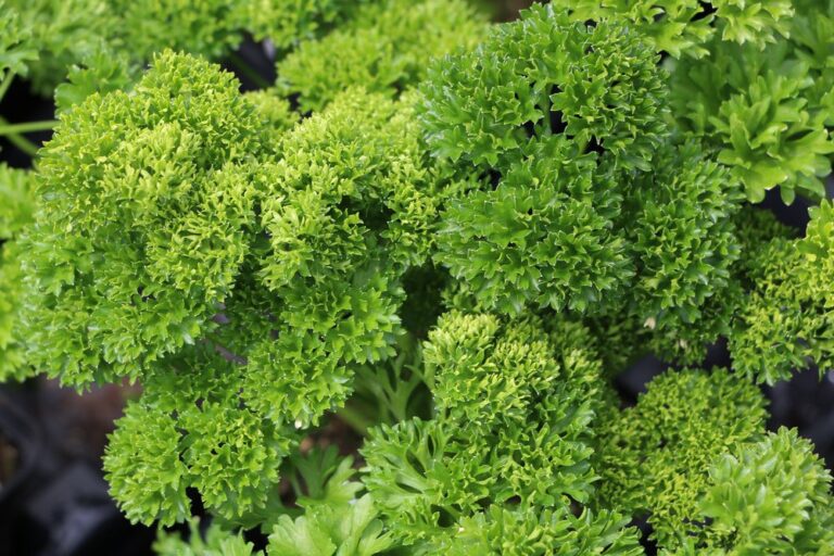 Is Parsley Poisonous For Dogs And Cats?