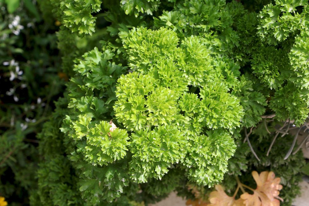 Parsley With Flower: Is It Edible In Flower?