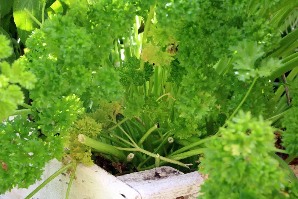 Why Does Parsley Turn Yellow In The Pot? Is It Edible?
