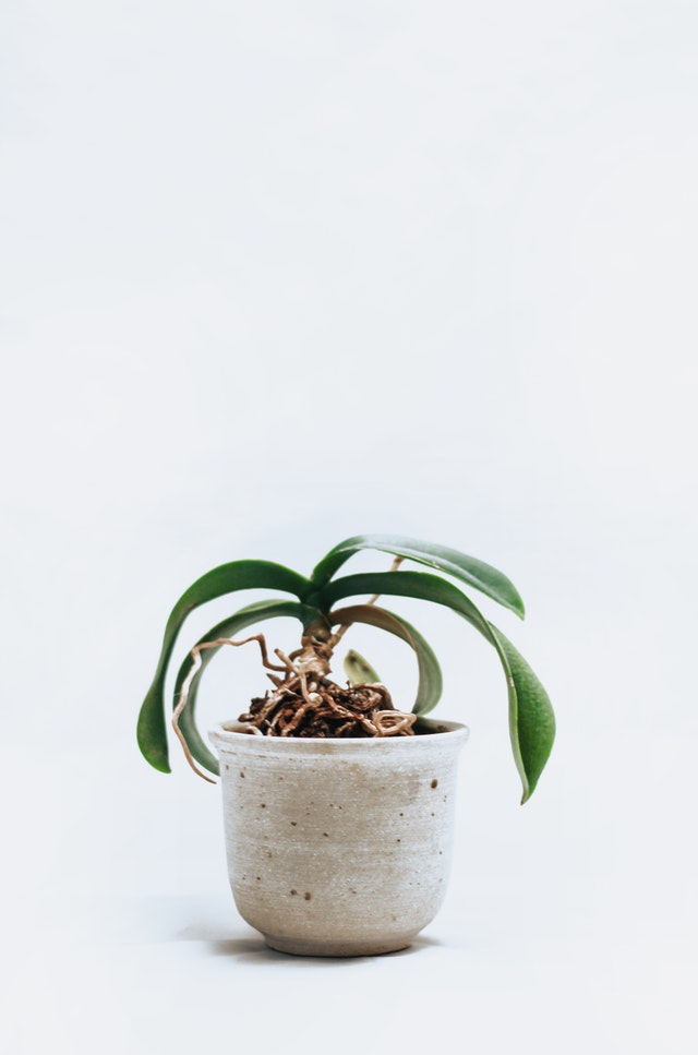Can You Use Orchid Soil on Other Plants?