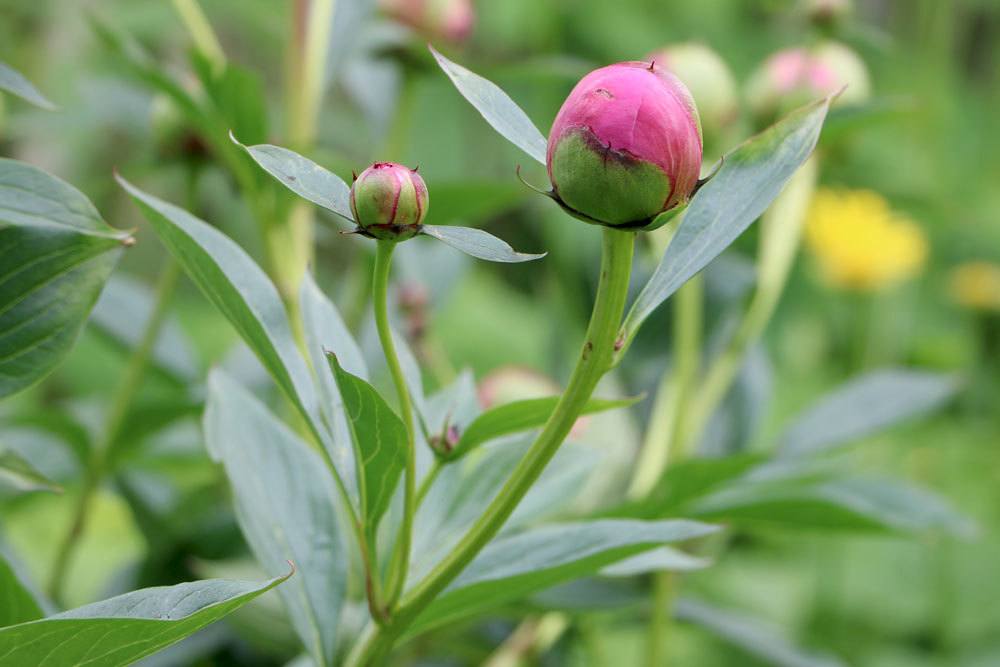 When Do Peonies Bloom?