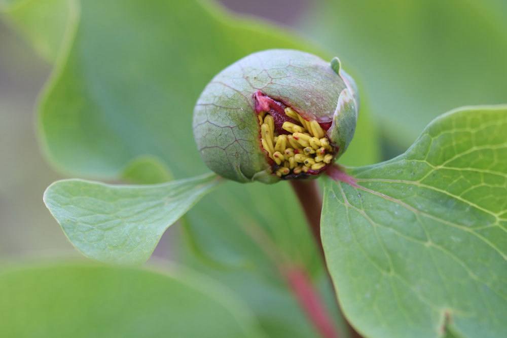 When Do Peonies Bloom?