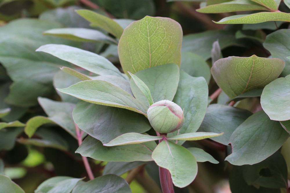 Are Peonies Poisonous To Humans, Dogs Or Cats?