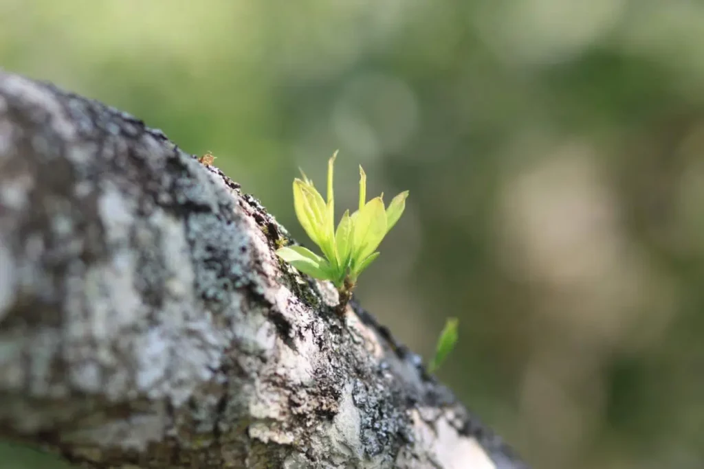 Pruning Fruit Trees In Summer: How To Do It