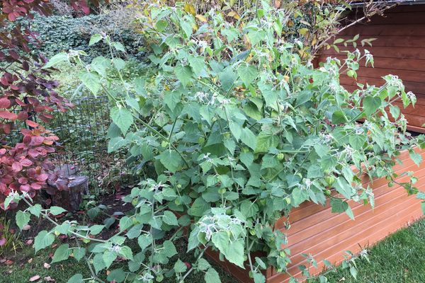 Plant Physalis - And Harvest Aromatic Berries