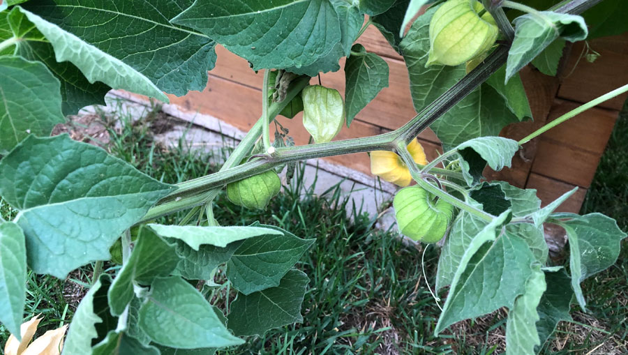 Plant Physalis - And Harvest Aromatic Berries