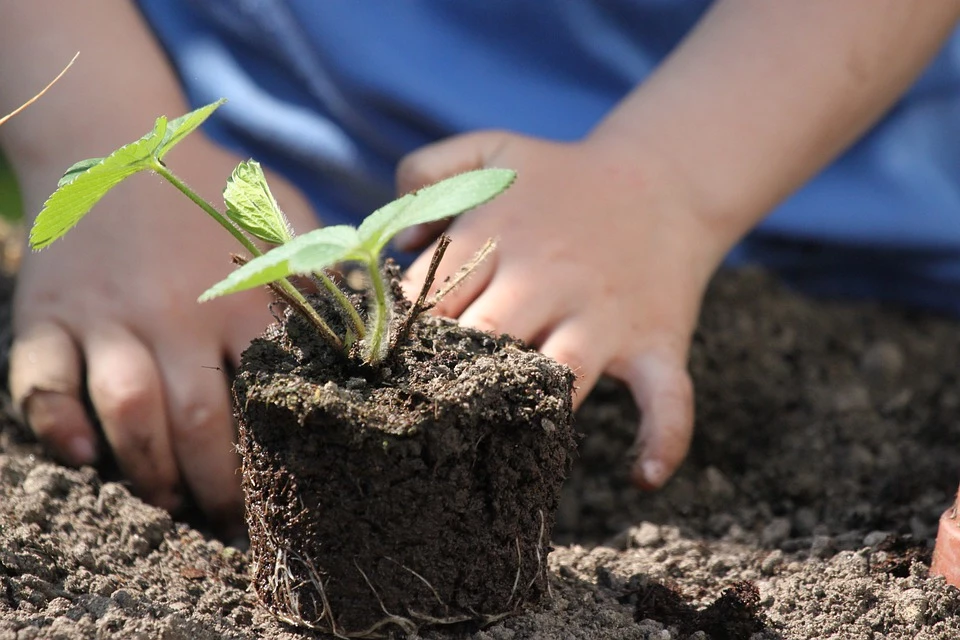 Make Your Own Growing And Seedling Soil