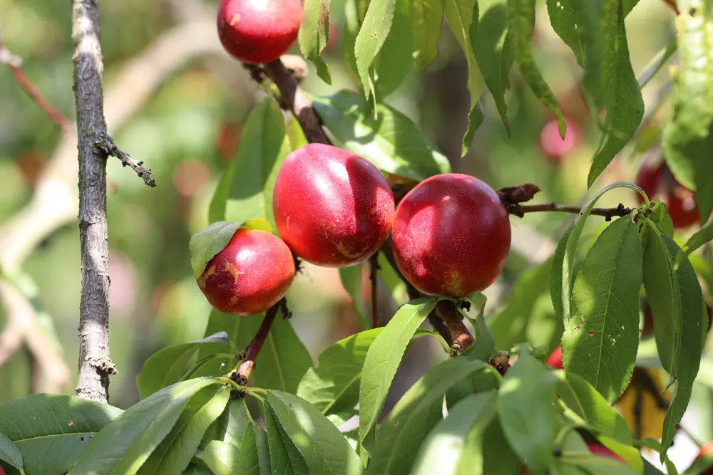 When Can You Harvest Nectarines?