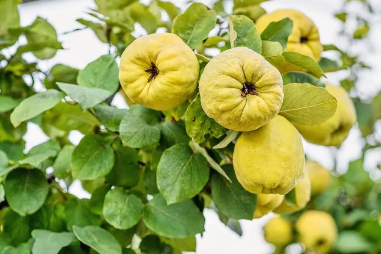 Quince Harvest: When Is The Best Time To Harvest Quince?