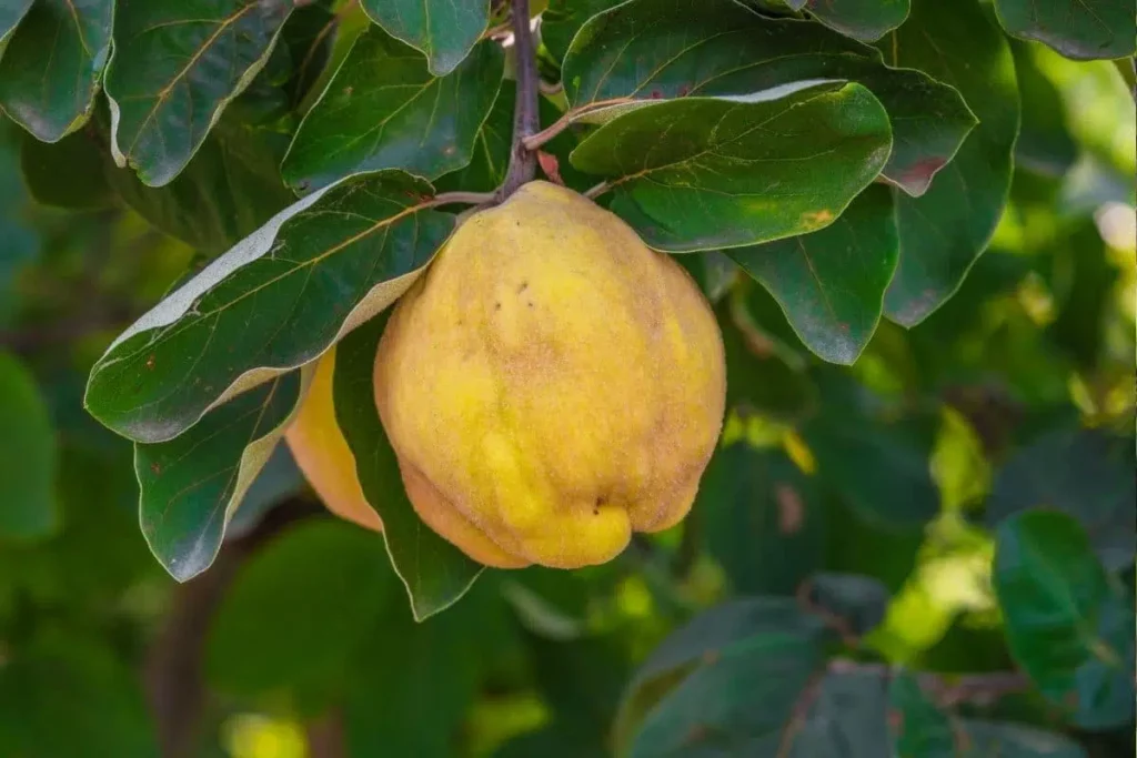 Quinces Are Brown Inside: What To Do?