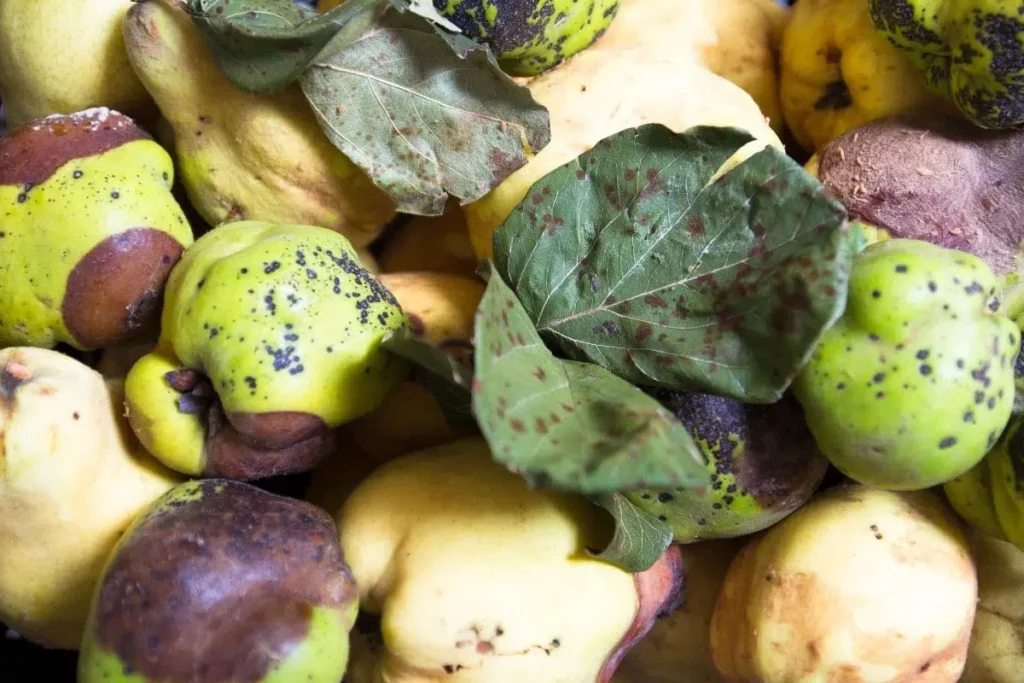 Quinces Are Brown Inside: What To Do?