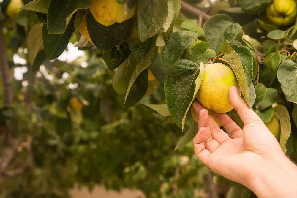 Quinces Are Brown Inside: What To Do?