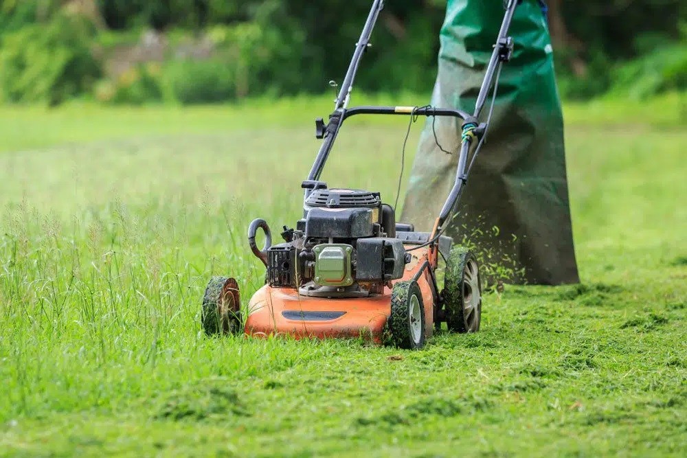 Weeds In Freshly Sown Lawn: What To Do?