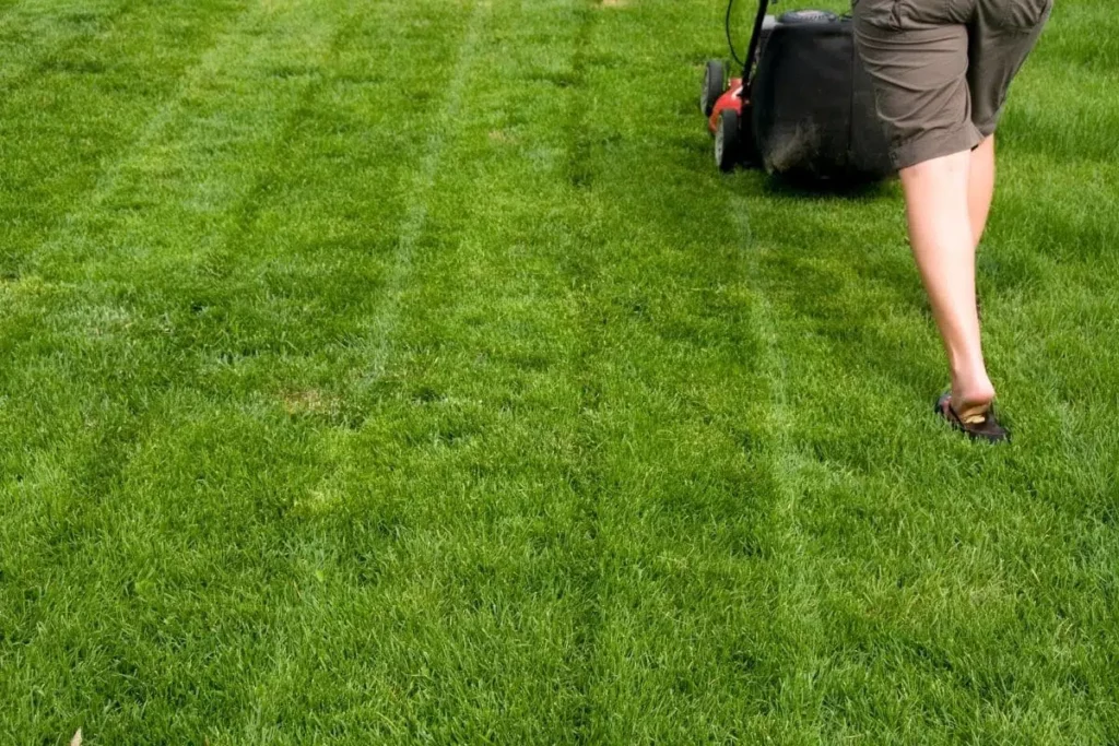 The Optimal Cutting Height For Lawn