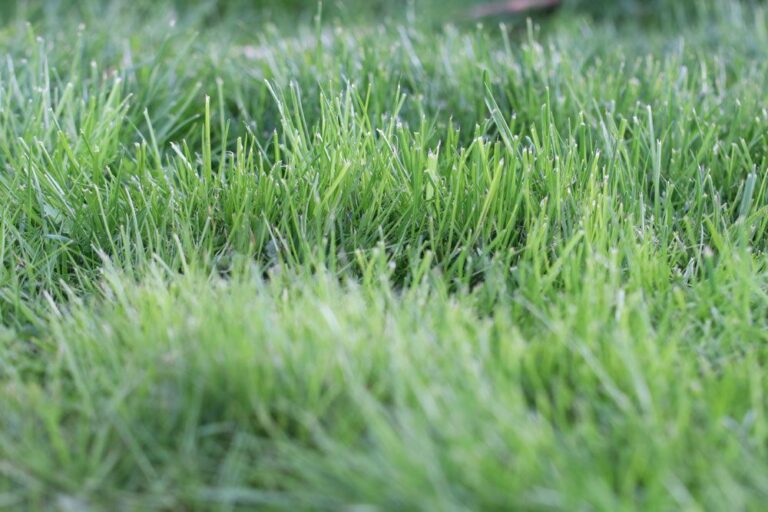 Lawn: Reseeding, Fertilizing And Scarifying: The Right Sequence