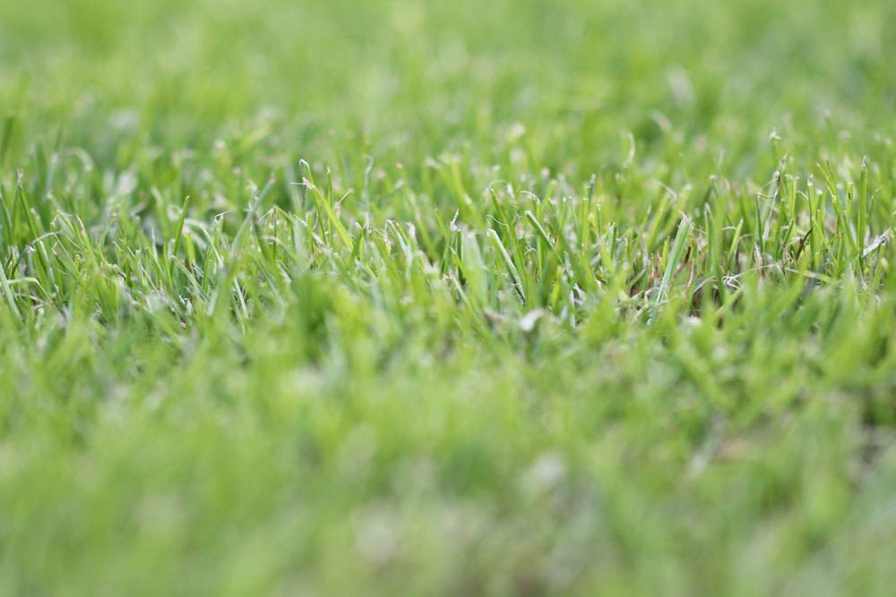 How To Mow The Lawn In The Heat And Drought