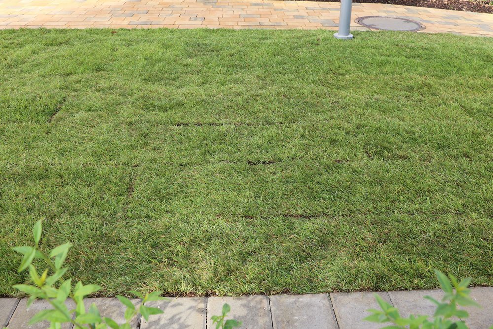 Fertilize Sod: When To Do It The First Time?