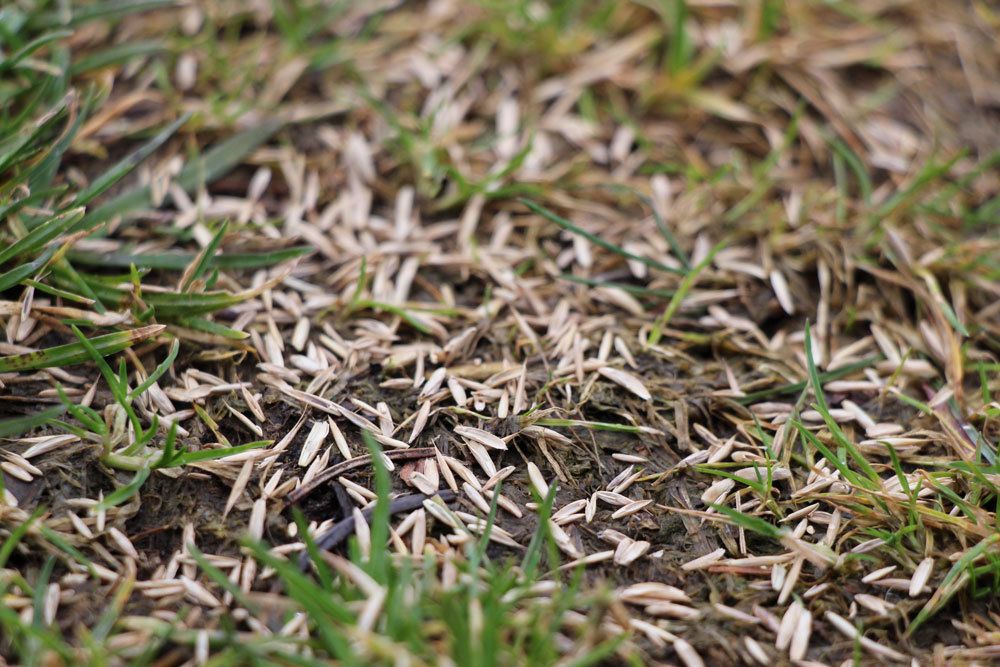 Millet In The Lawn: How To Properly Combat Crabgrass
